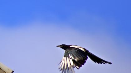 Eurasian Magpie