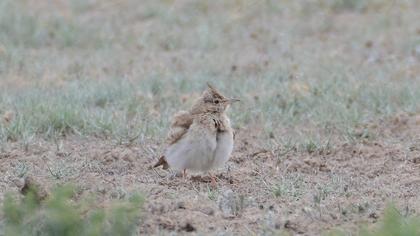 Crested Lark