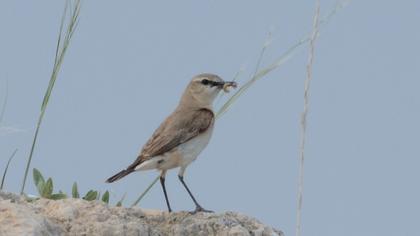 Isabelline Wheatear