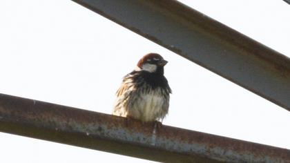 Spanish Sparrow