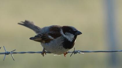 House Sparrow