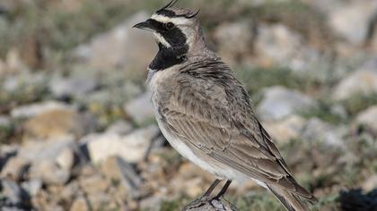 Horned Lark