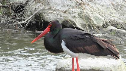 Black Stork
