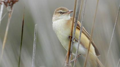 Great Reed Warbler