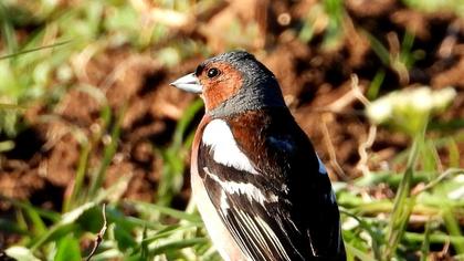 Common Chaffinch