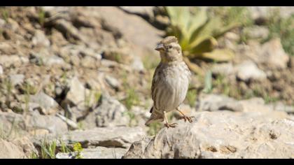 Rock Sparrow