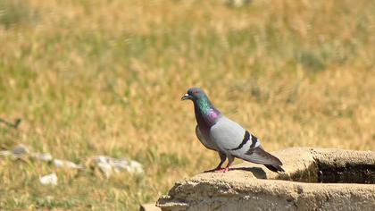 Rock Dove