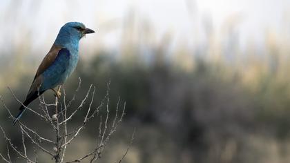 European Roller