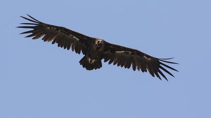 Cinereous Vulture