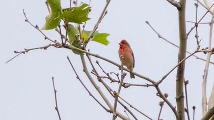 Common Rosefinch