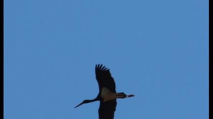 Black Stork