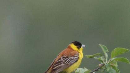 Black-headed Bunting