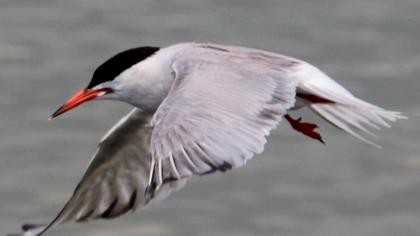 Common Tern