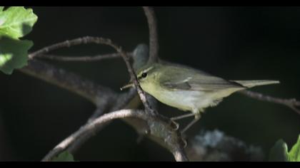 Green Warbler