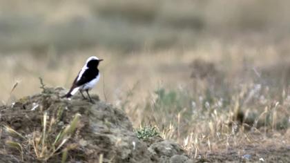Finsch`s Wheatear