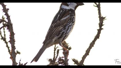 Spanish Sparrow