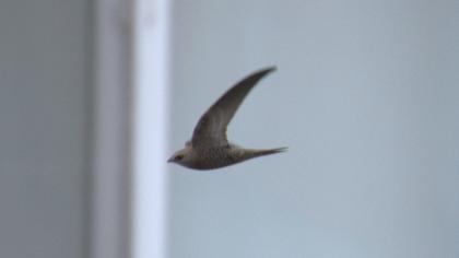 Pallid Swift