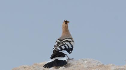 Eurasian Hoopoe