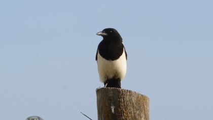 Eurasian Magpie