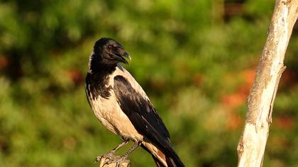 Hooded Crow
