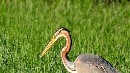 Purple Heron