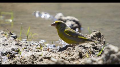 European Greenfinch