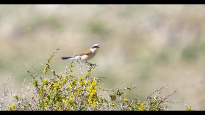 Kızılsırtlı örümcekkuşu
