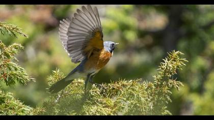 White-throated Robin