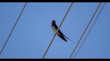 Barn Swallow