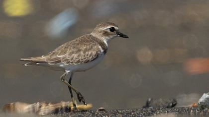 Lesser Sand Plover