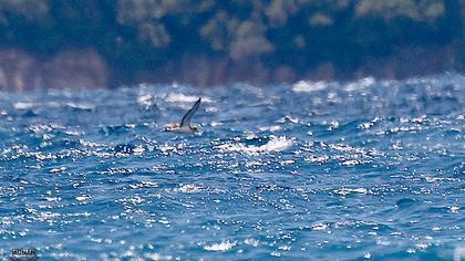 Scopoli`s Shearwater