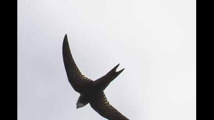 Common Swift