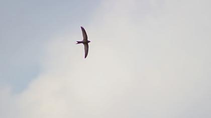 Pallid Swift
