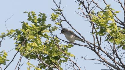 Eastern Olivaceous Warbler