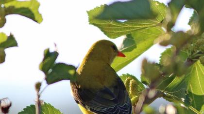 Eurasian Golden Oriole