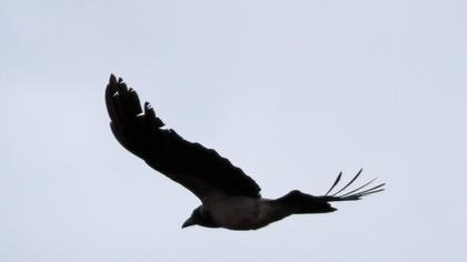 Hooded Crow