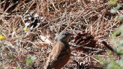 Ortolan Bunting