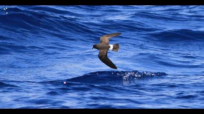 European Storm Petrel