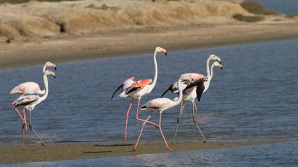 Greater Flamingo