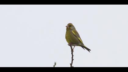 European Greenfinch