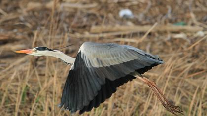Grey Heron