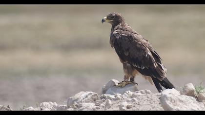 Steppe Eagle