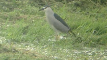 Black-crowned Night Heron