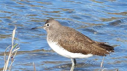 Green Sandpiper
