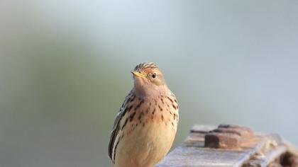 Red-throated Pipit