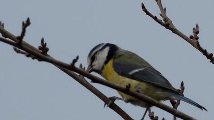 Eurasian Blue Tit