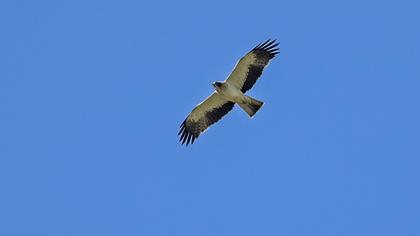 Booted Eagle