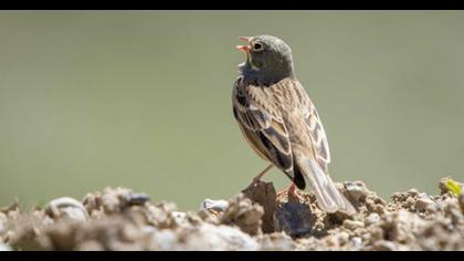 Ortolan Bunting