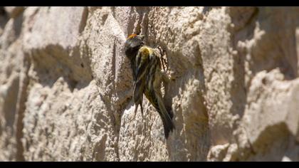Red-fronted Serin