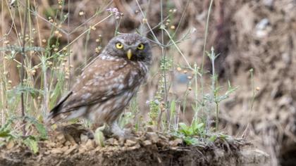 Little Owl